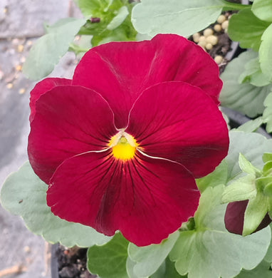 Pansy delta pure red