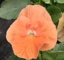 Load image into Gallery viewer, Pansy delta pure orange
