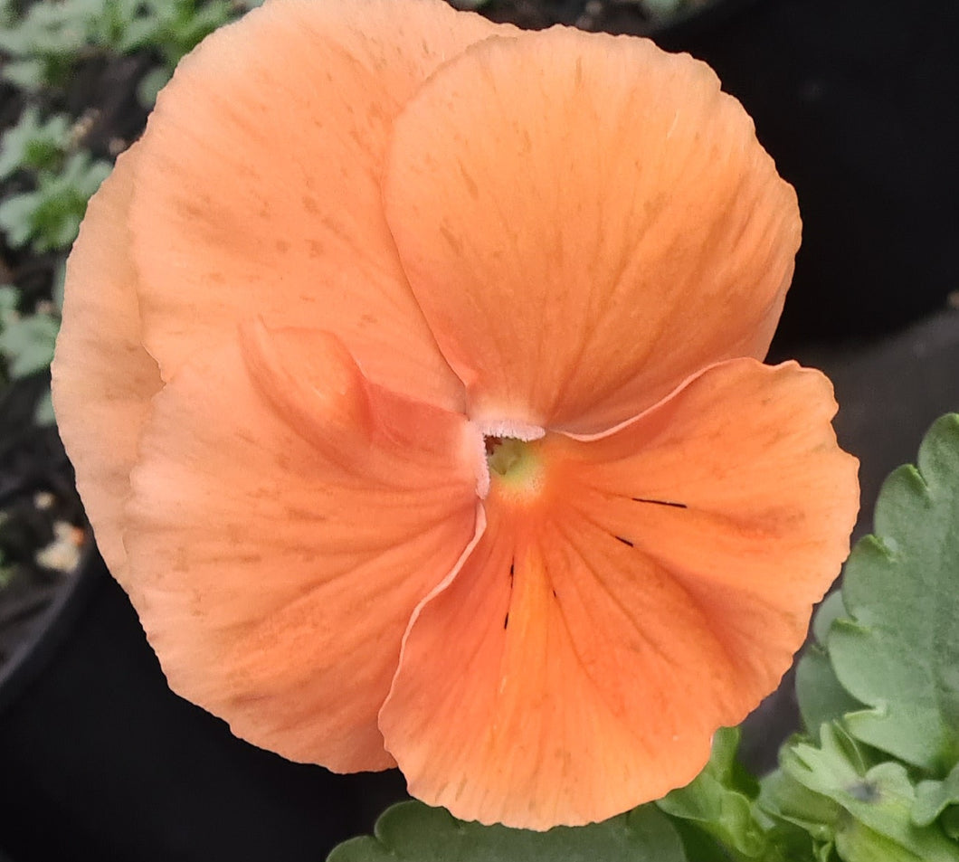 Pansy delta pure orange