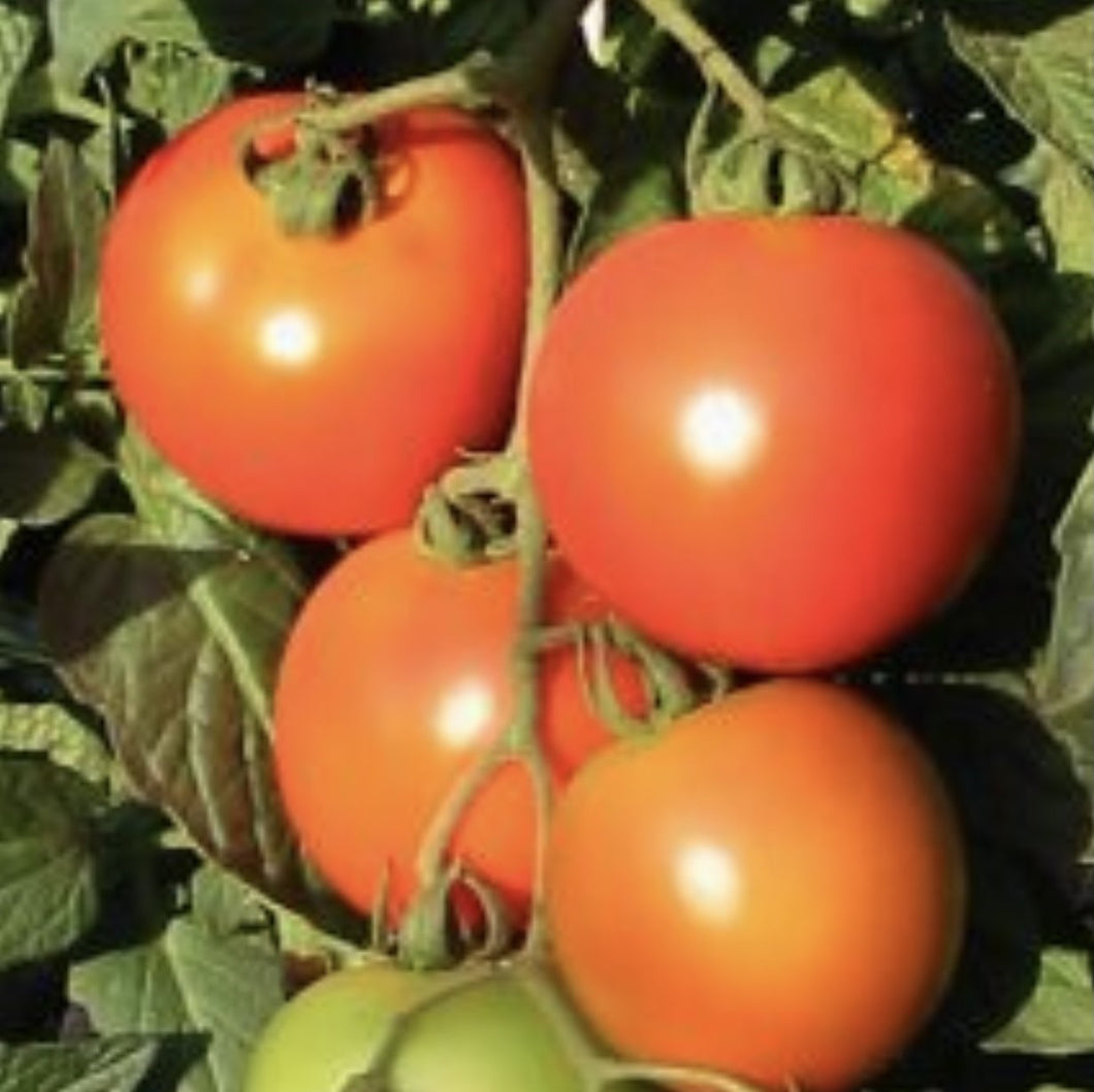 Tomato apollo