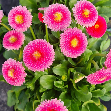 Bellis perennis