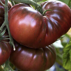 Tomato Black Russian