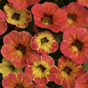 Calibrachoa diva orange