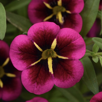 Calibrachoa goodnight kiss
