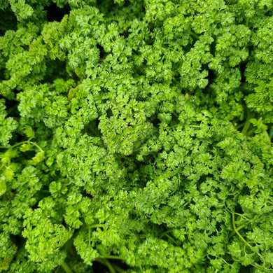 Chervil