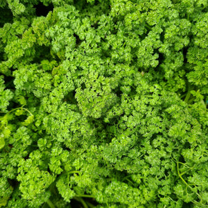 Chervil