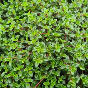 Thyme, creeping