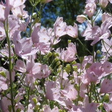 Load image into Gallery viewer, Delphinium