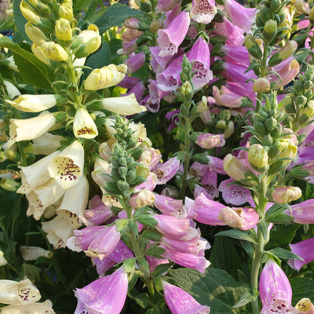 Foxglove mixed colours