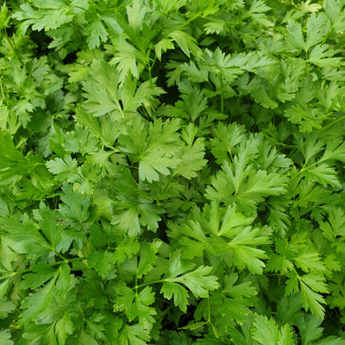 Parsley, Italian