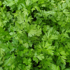 Parsley, Italian