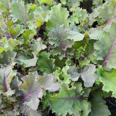 Kale, red curly