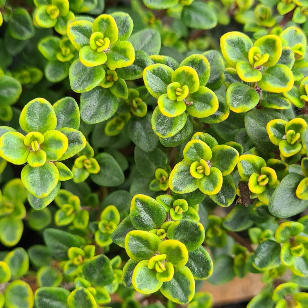 Thyme, lemon variegated