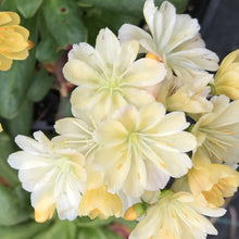 Load image into Gallery viewer, Lewisia