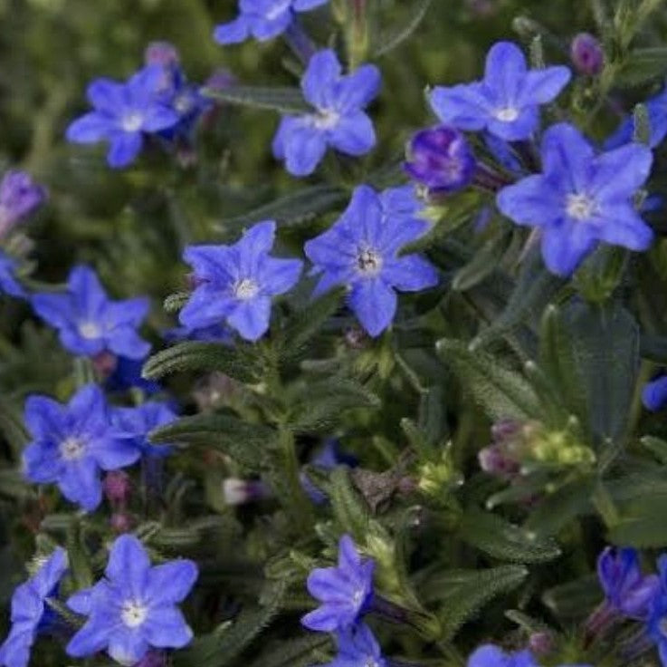 Lithodora grace ward