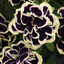 Load image into Gallery viewer, Petunia midnight gold