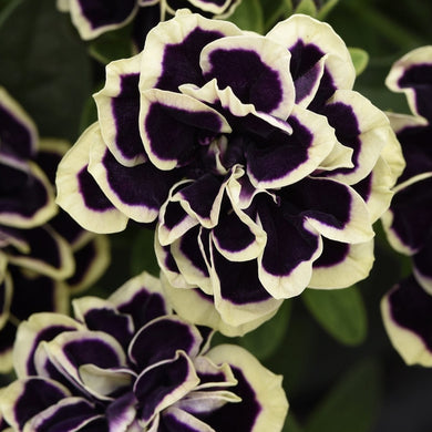 Petunia midnight gold