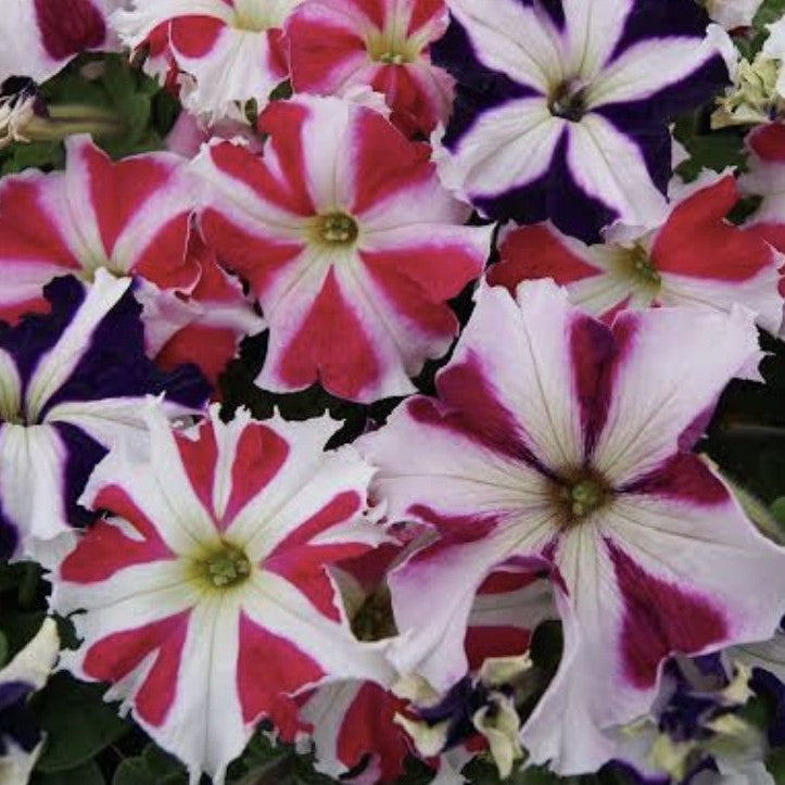 Petunia star mix