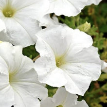 Load image into Gallery viewer, Petunia, white