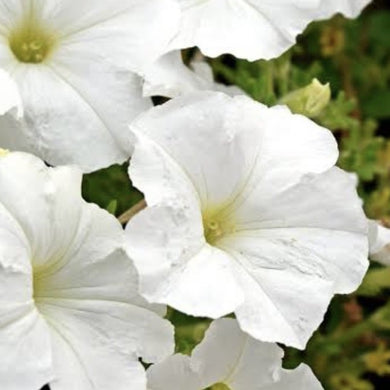 Petunia, white