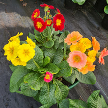 Load image into Gallery viewer, Polyanthus bowl