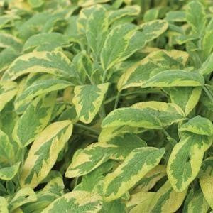 Sage, golden variegated