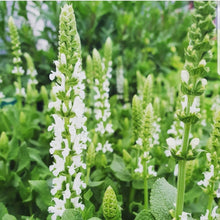Load image into Gallery viewer, Salvia nemorosa