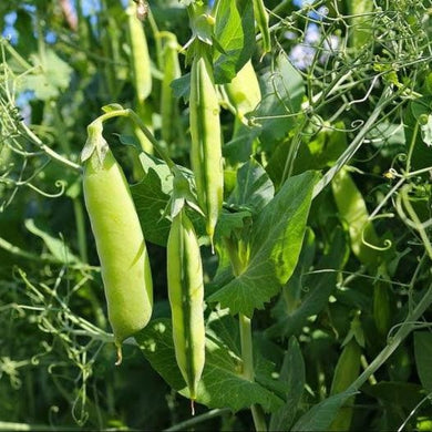 Shelling Pea, Massey gem
