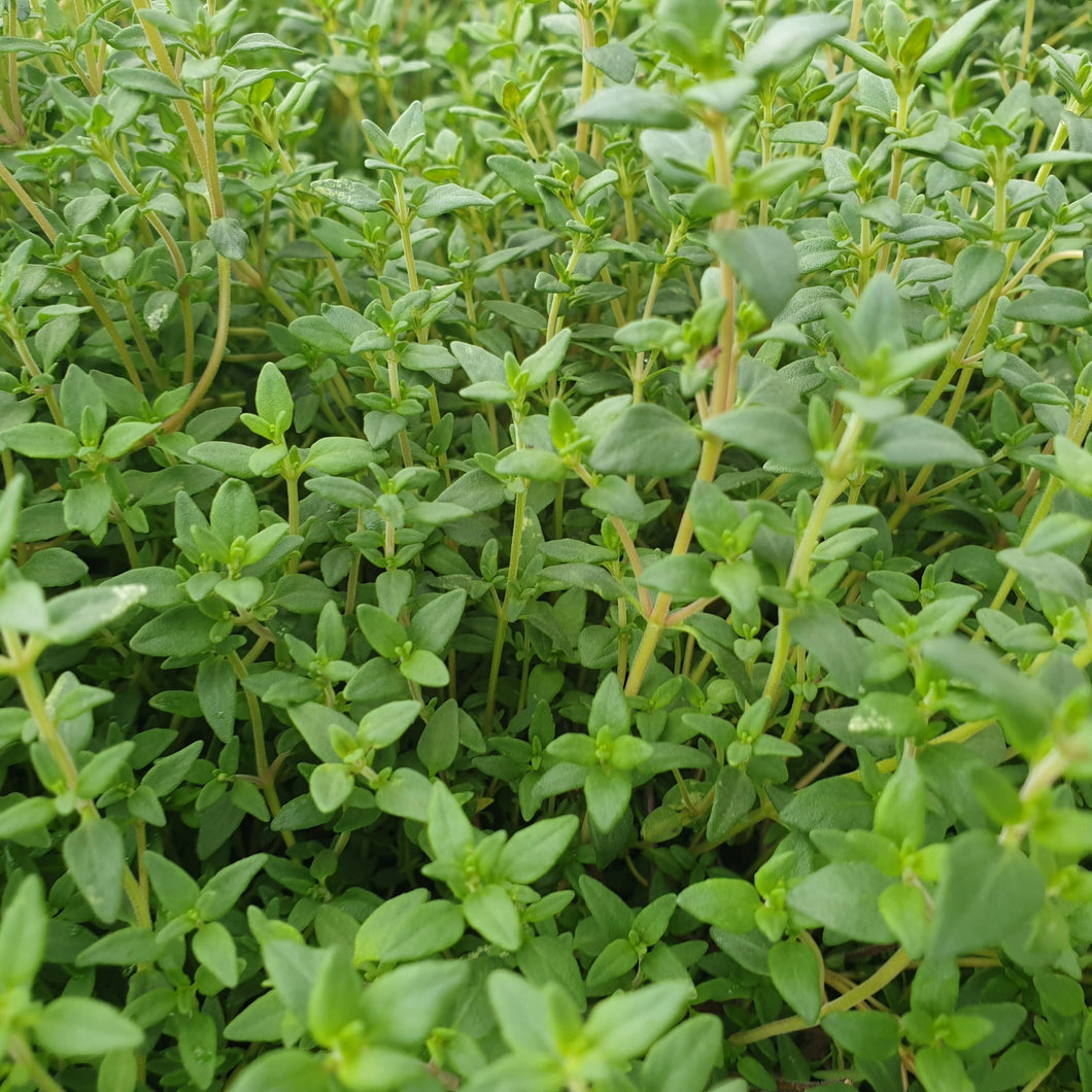 Thyme vulgaris