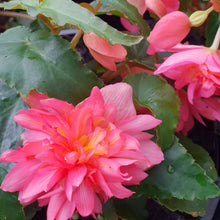 Load image into Gallery viewer, Tuberous Begonia, mixed colours