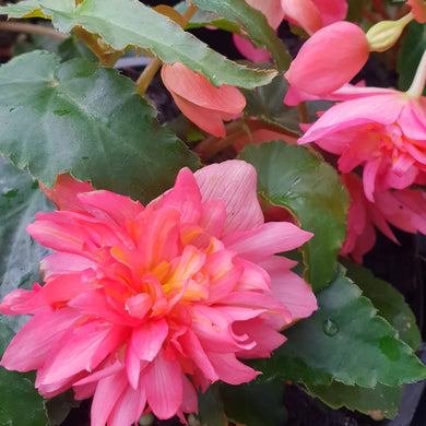 Tuberous Begonia, mixed colours