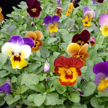 Load image into Gallery viewer, Pansy Viola mixed colours