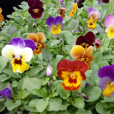 Pansy Viola mixed colours