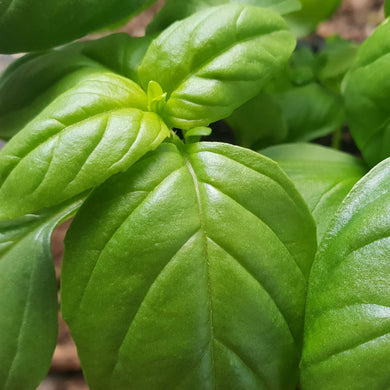 Basil, sweet green