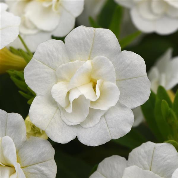 Calibrachoa double white