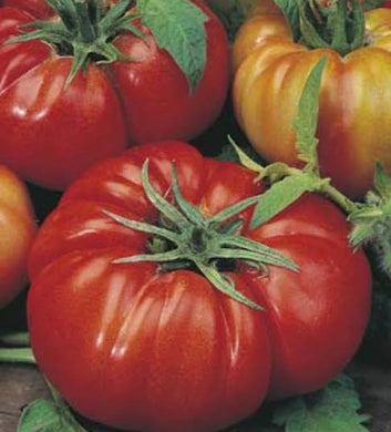 Tomato rouge de marmande