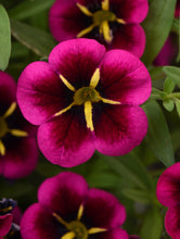 Load image into Gallery viewer, Calibrachoa goodnight kiss