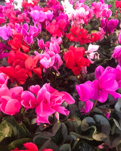 Cyclamen mixed colours