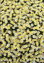 Load image into Gallery viewer, Argyranthemum angelic lemon maise