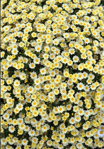 Argyranthemum angelic lemon maise