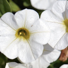 Load image into Gallery viewer, Calibrachoa calipetite  white