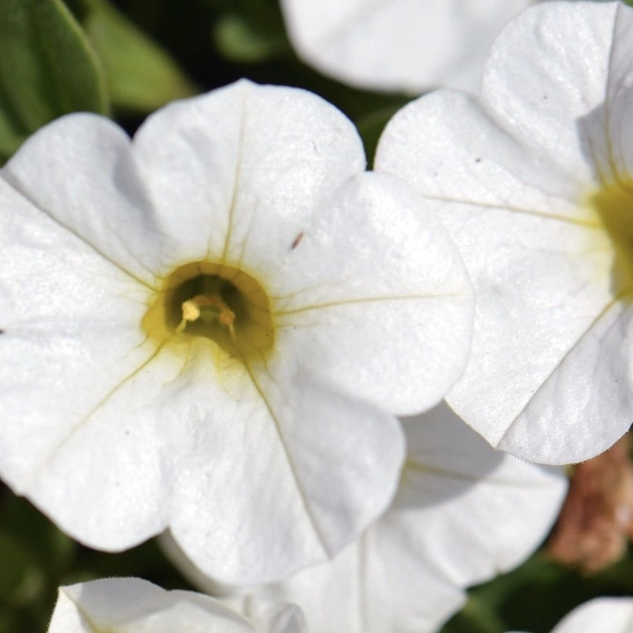 Calibrachoa calipetite  white