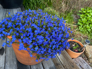 Lithodora grace ward
