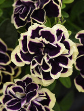 Load image into Gallery viewer, Petunia midnight gold