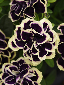 Petunia midnight gold