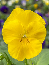 Load image into Gallery viewer, Spreading Pansy tumbles yellow