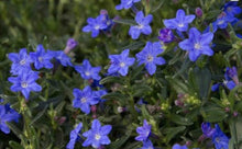 Load image into Gallery viewer, Lithodora grace ward