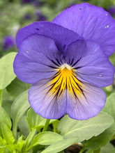Load image into Gallery viewer, Spreading Pansy tumbles blue skies