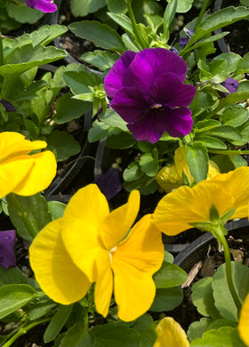 Viola colourmax royal mix
