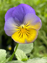 Load image into Gallery viewer, Spreading Pansy tumbles morpho